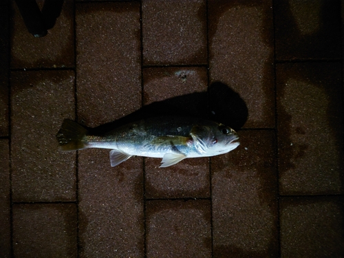 イシモチの釣果