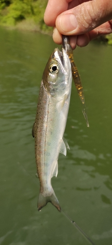 アマゴの釣果