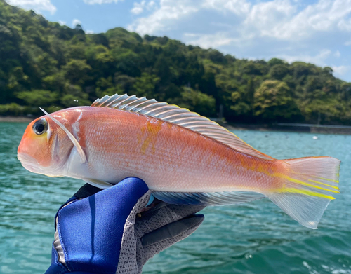 アマダイの釣果