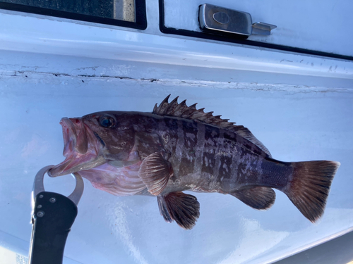 マハタの釣果