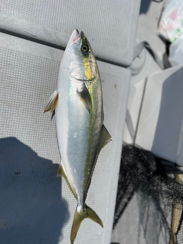 ハマチの釣果