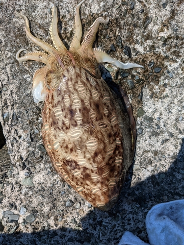 コウイカの釣果