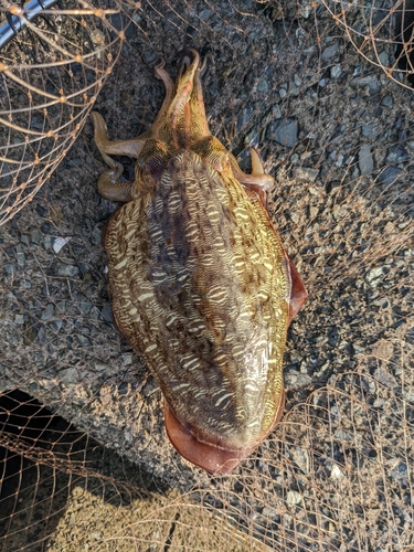 コウイカの釣果