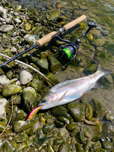 ニジマスの釣果