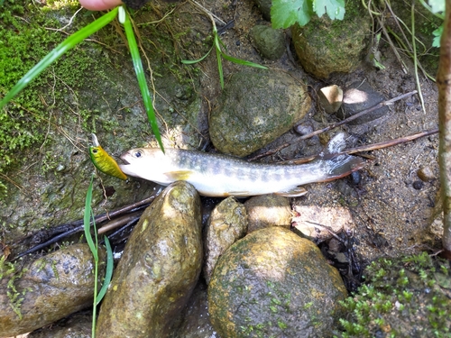 イワナの釣果