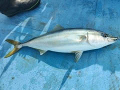 ハマチの釣果