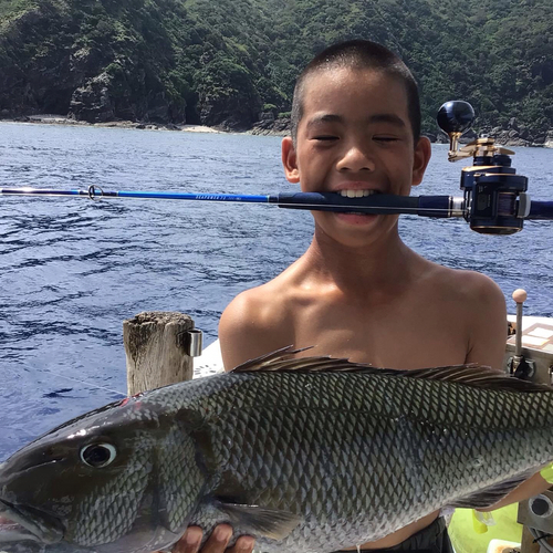 アオチビキの釣果