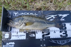 ラージマウスバスの釣果