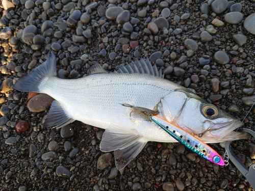 ヒラスズキの釣果