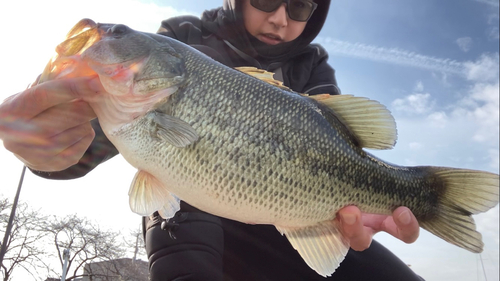 ブラックバスの釣果