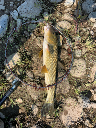 ニゴイの釣果