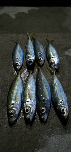 アジの釣果