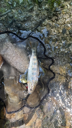 アマゴの釣果