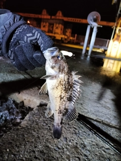 クロソイの釣果