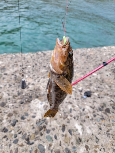 アイナメの釣果