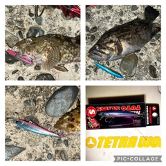 クロソイの釣果