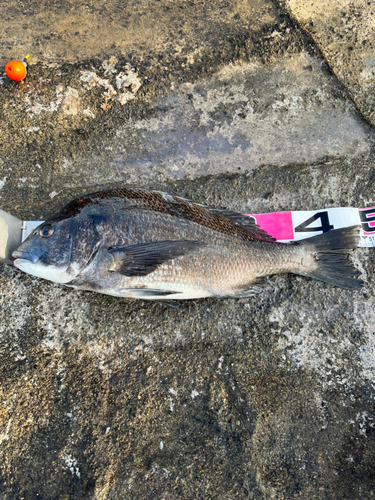 クロダイの釣果