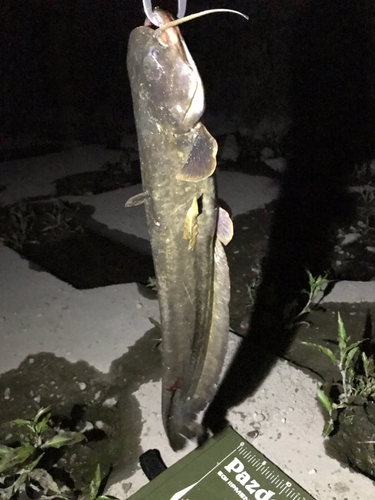 マナマズの釣果