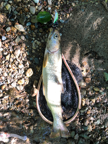 エゾイワナの釣果