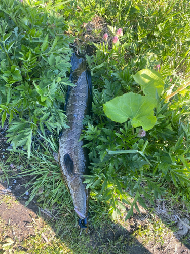 ライギョの釣果