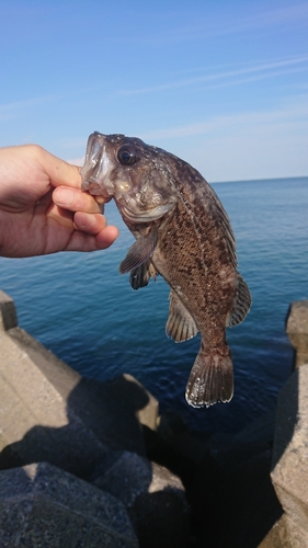 クロソイの釣果