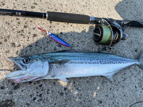 サゴシの釣果