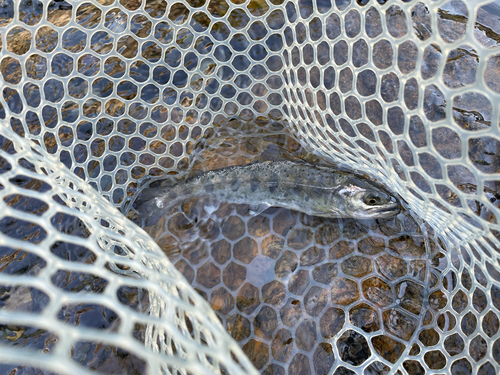 ヤマメの釣果