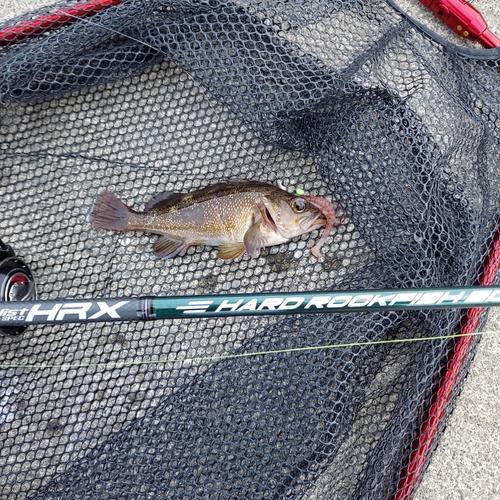 エゾメバルの釣果