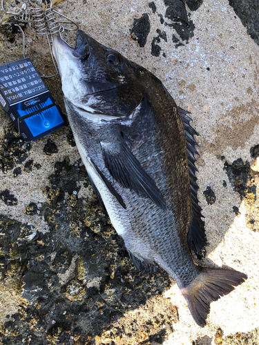 クロダイの釣果