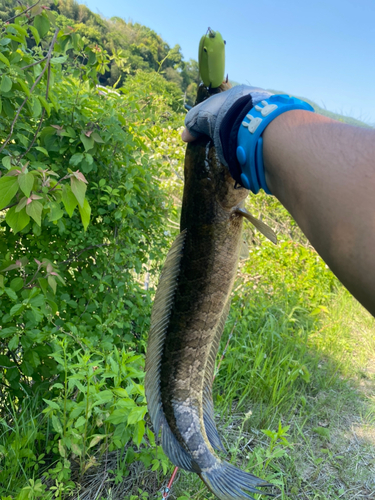 ライギョの釣果