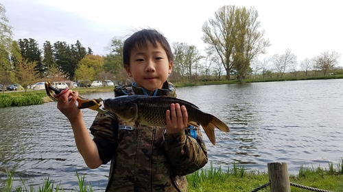 コイの釣果