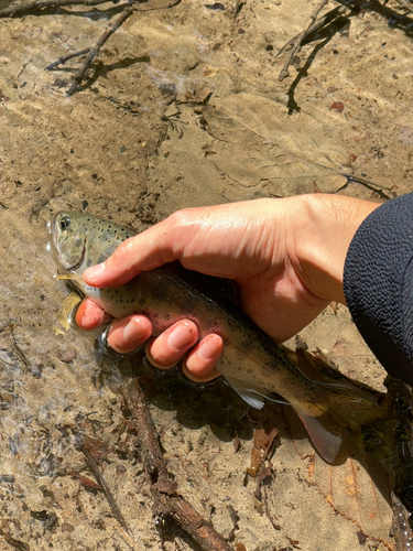 ヤマメの釣果