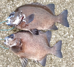 イシガキダイの釣果