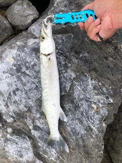 オニカマスの釣果