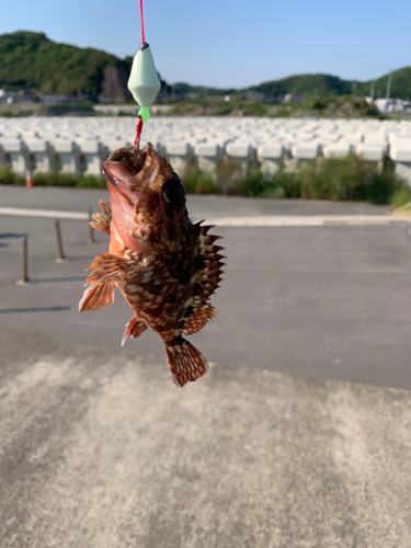 カサゴの釣果