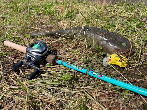 ナマズの釣果