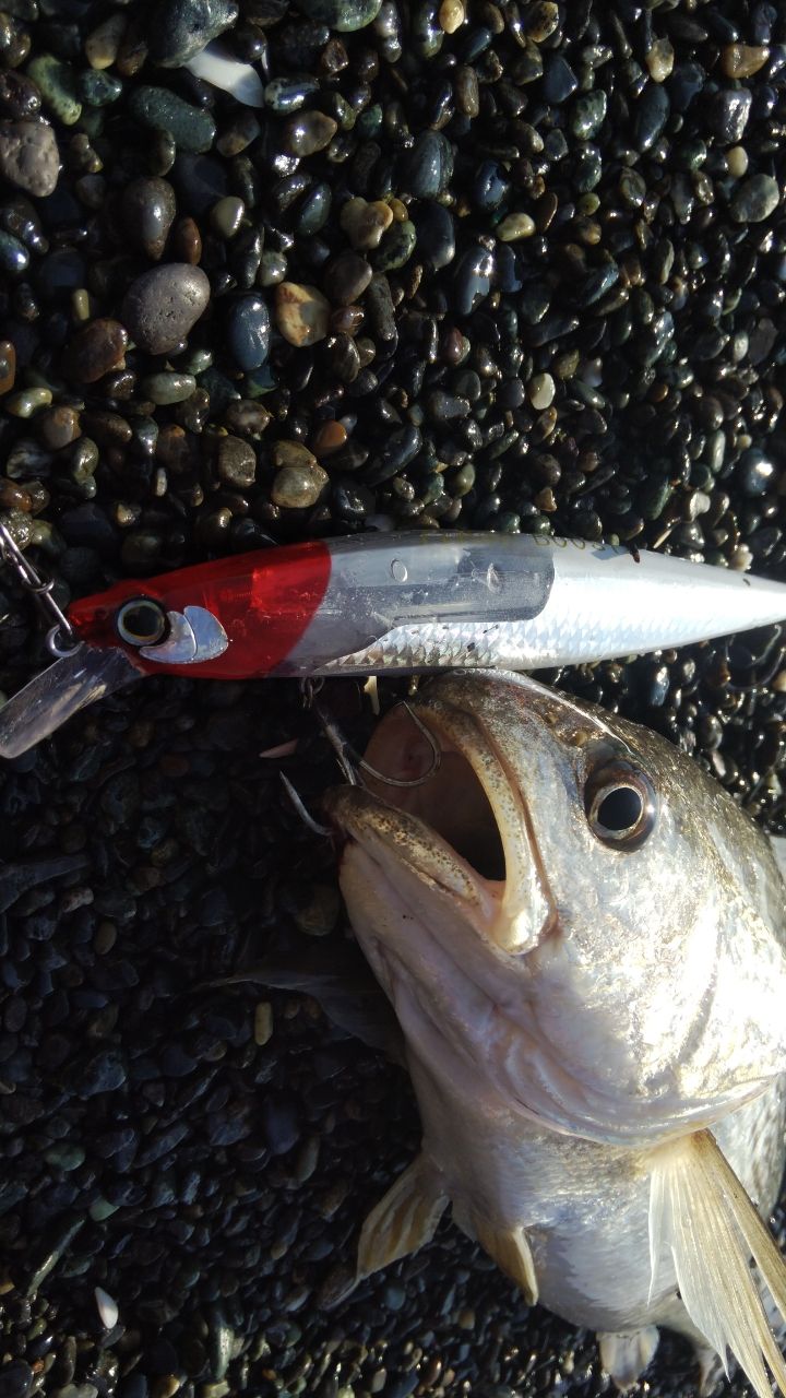 イシモチ