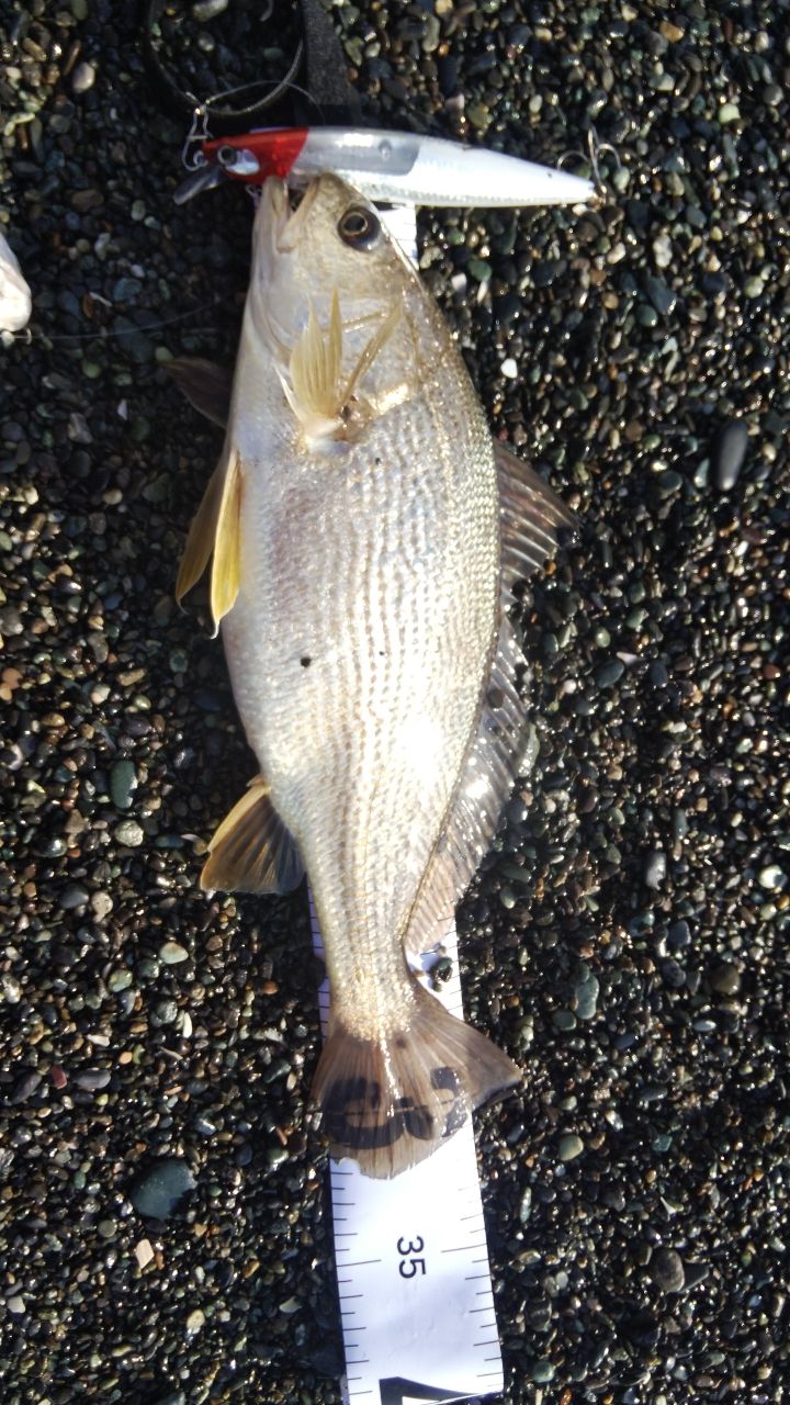 イシモチ