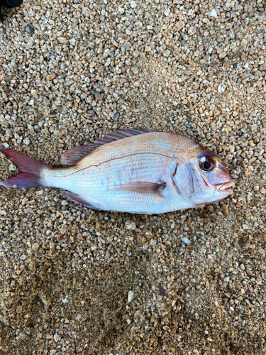 タイの釣果