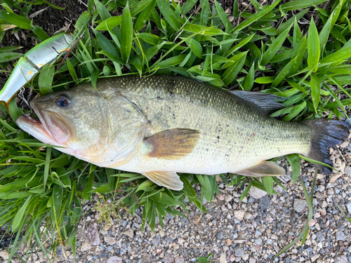 ブラックバスの釣果