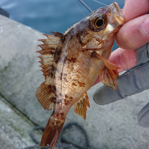 メバルの釣果