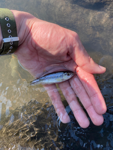 ナマズの釣果