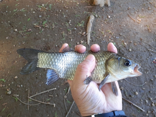 フナの釣果