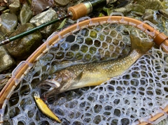 イワナの釣果