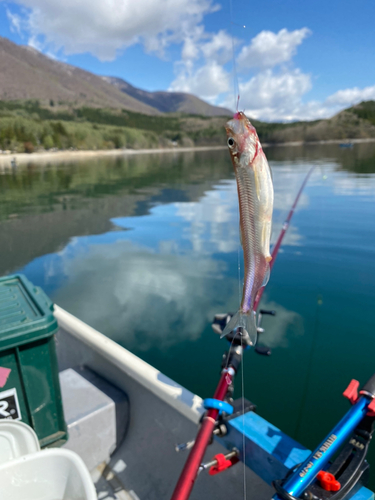 ワカサギの釣果