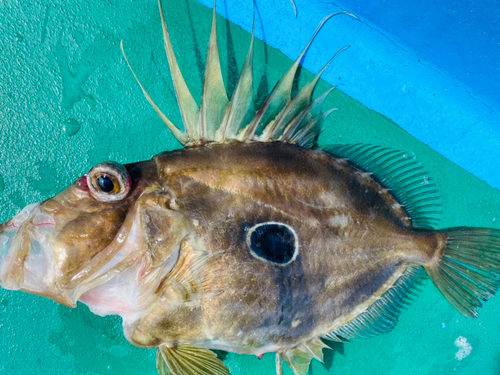 マトウダイの釣果