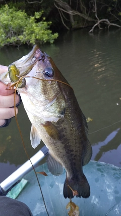 ブラックバスの釣果