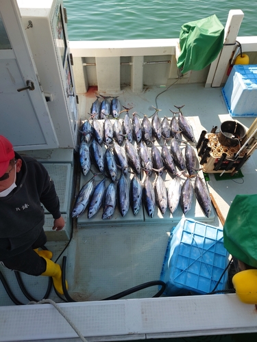 カツオの釣果