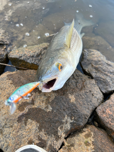 ボラの釣果