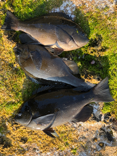 メジナの釣果